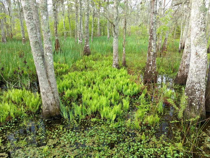 Ferns