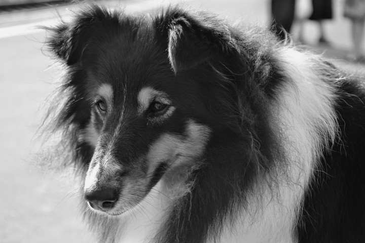 doggy