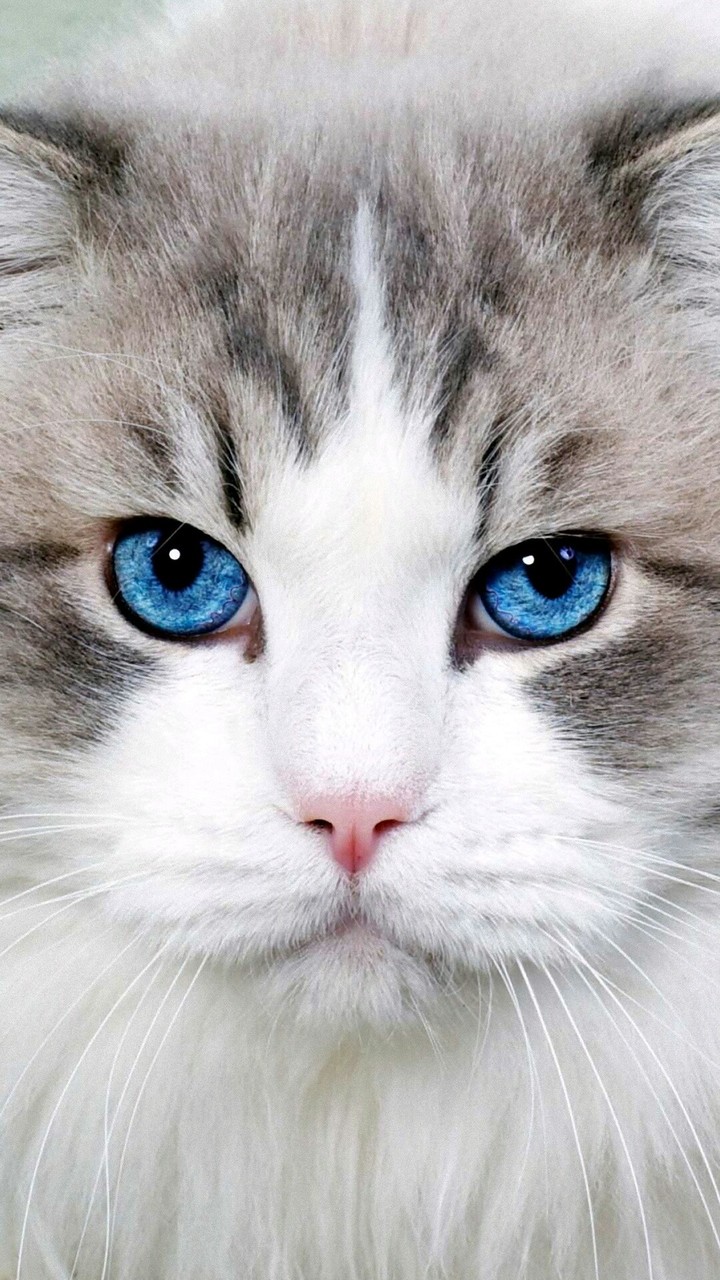 Котик