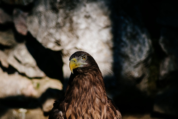 Eagle