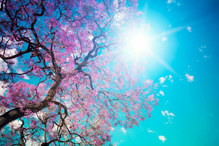 spring tree