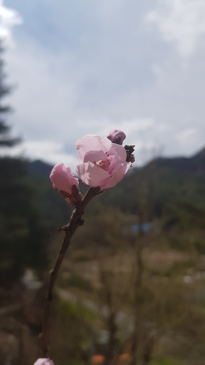 pink blossom