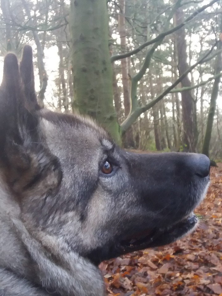 Huskita