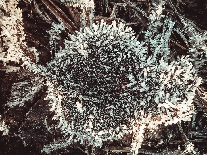 frost