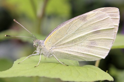 hình nền leptidea, insect