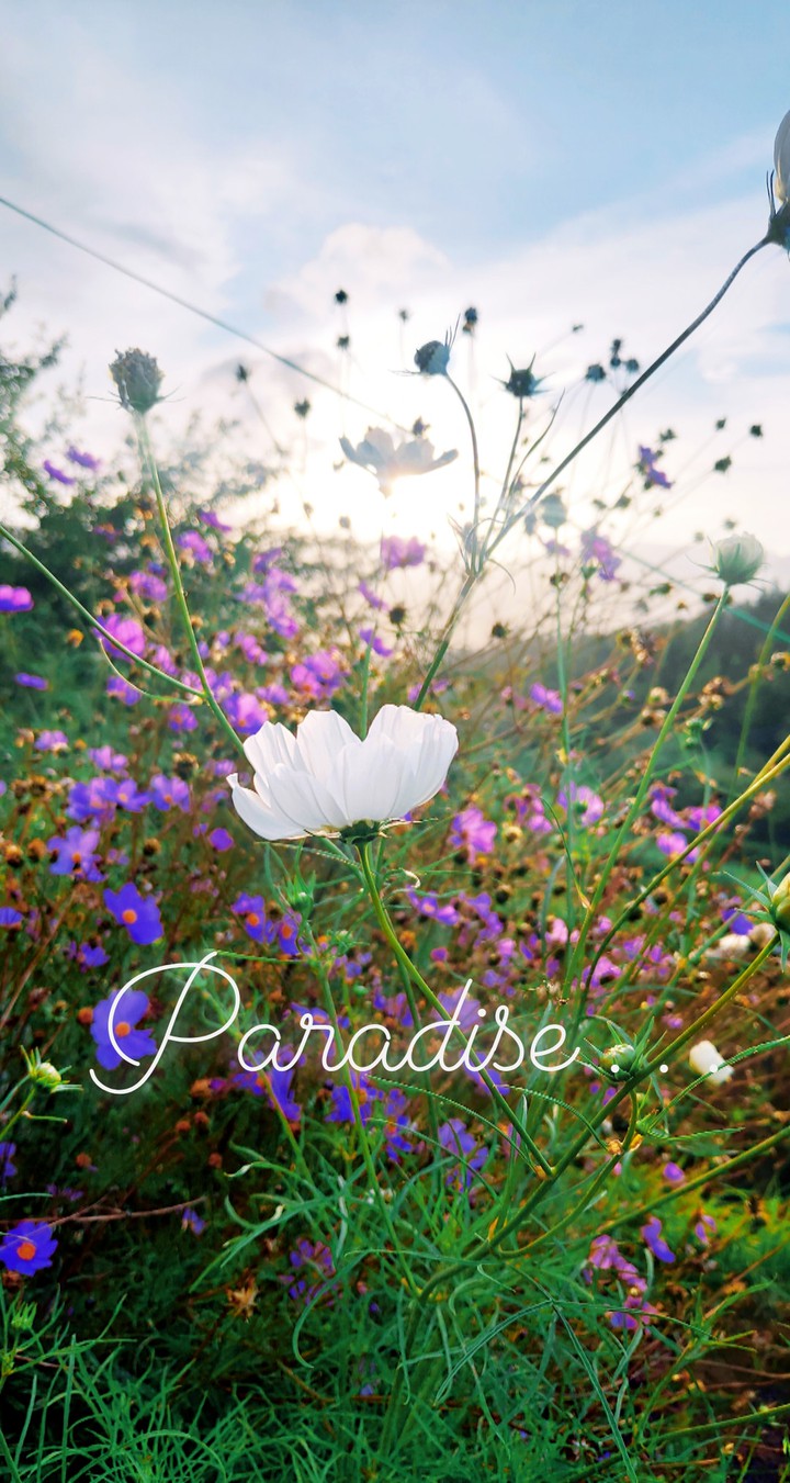 paradise