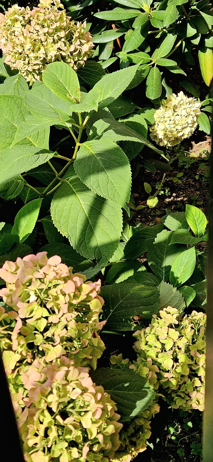 beige, green Hintergrundbilder