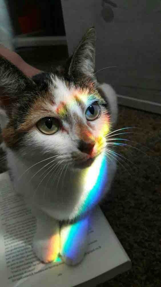 Sunshine cat ?