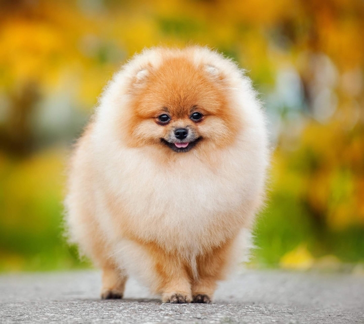 dog