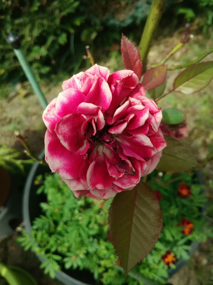 Belle rose