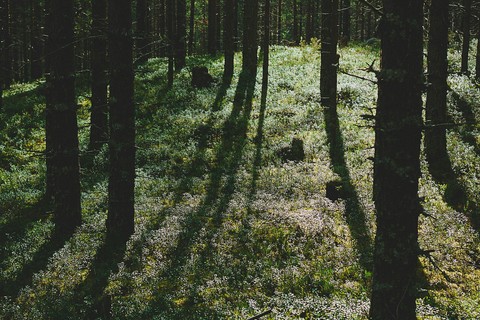 Forest