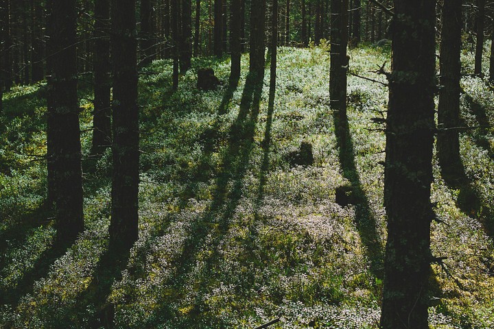 Forest