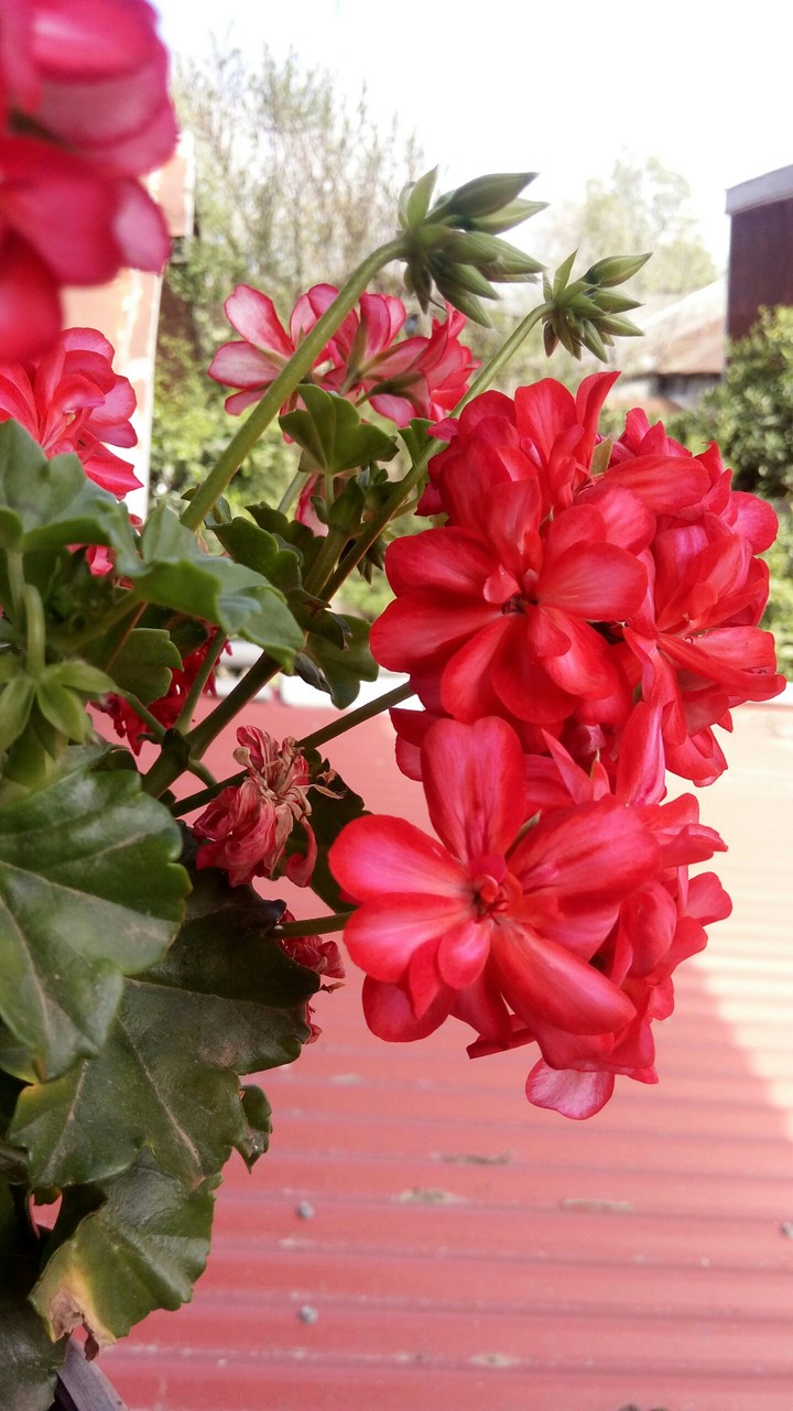 heart of spring