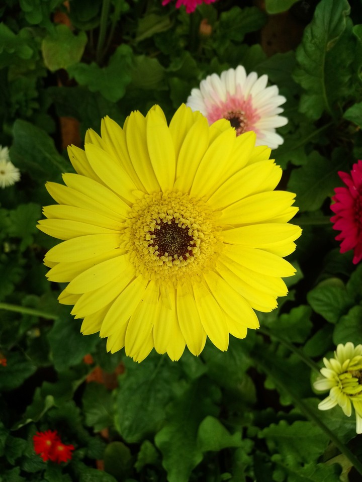 yellow flower