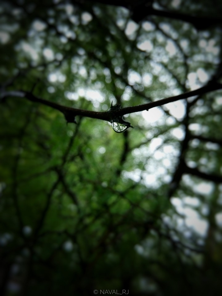 dewdrop
