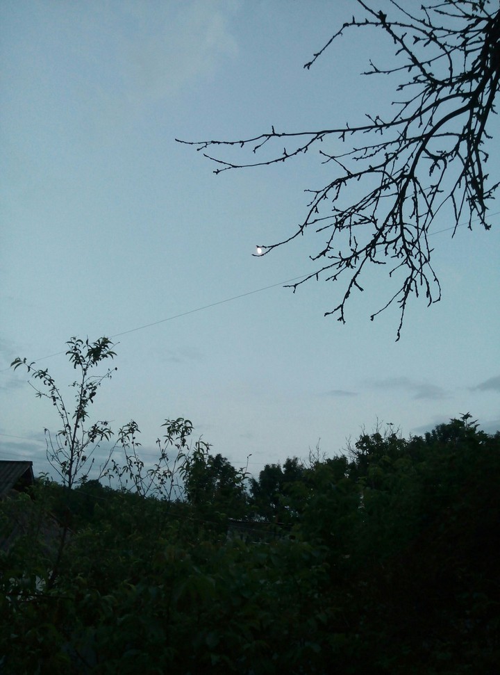 Branch in the Moon