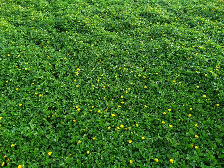 Yellow flower in grass