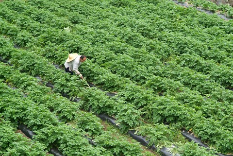 Agriculture