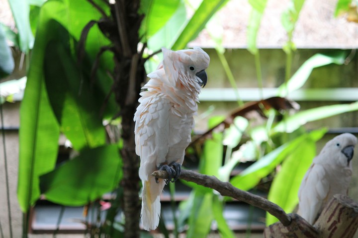 Bird 