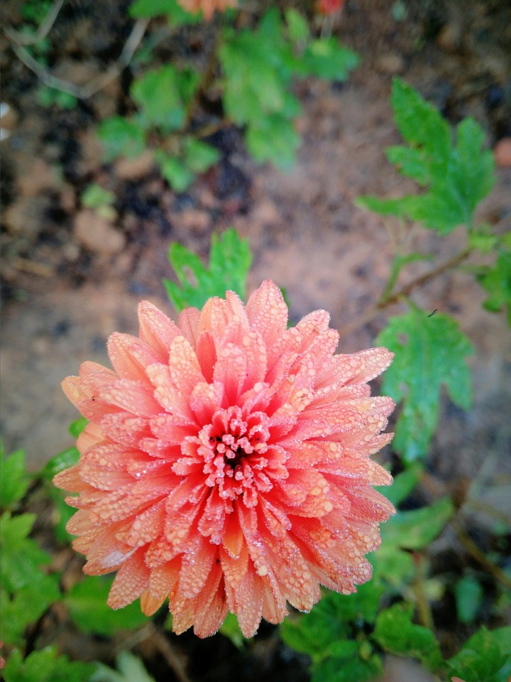 flowerclik