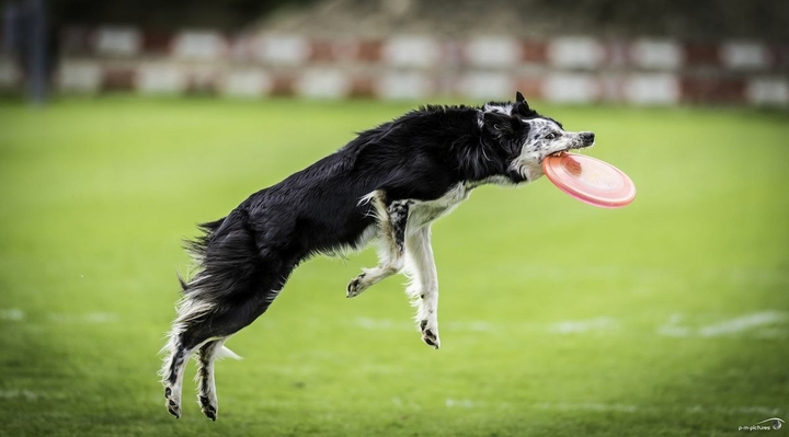 The Border Collie Because There Is No Better Dog