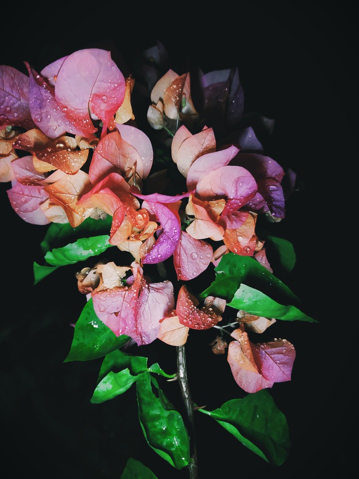 bougainvillea pink and orange ?