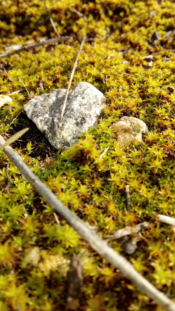 The stone...