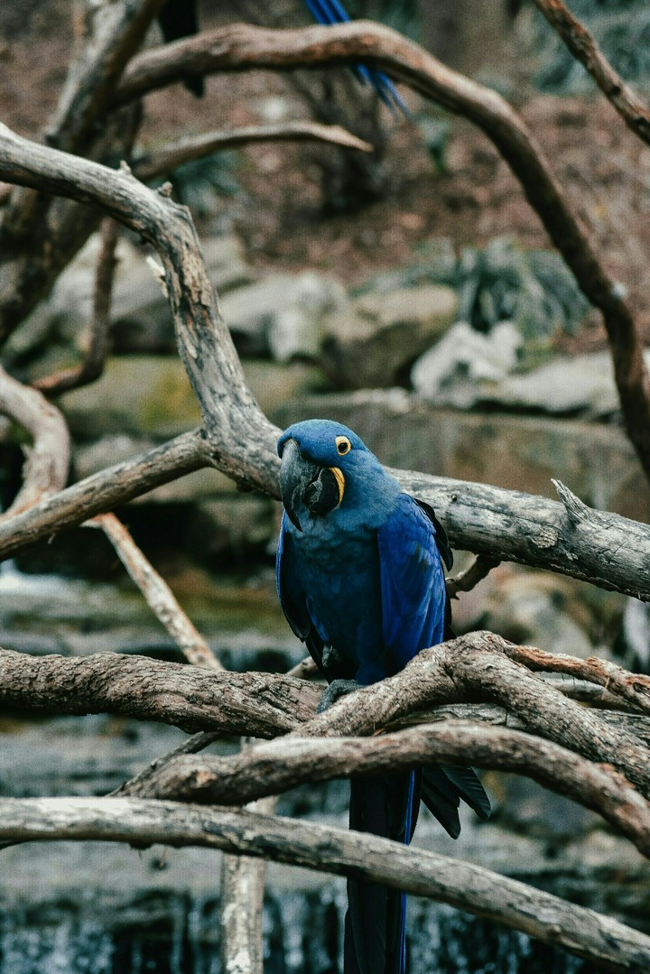 parrot