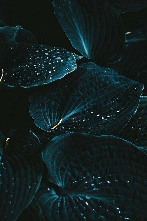 blue leaves