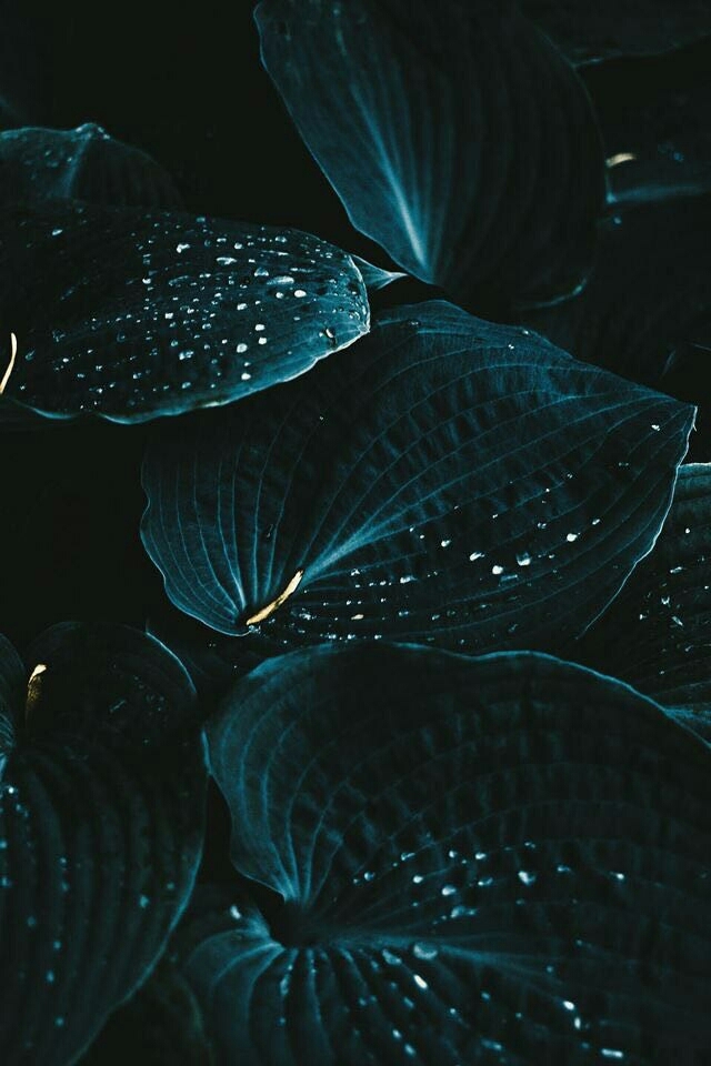 blue leaves