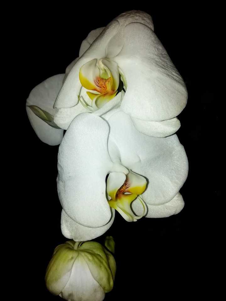 Orchid