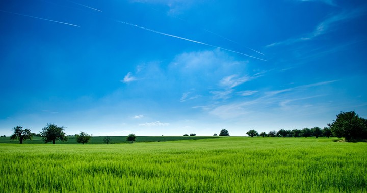 Field Of Rice