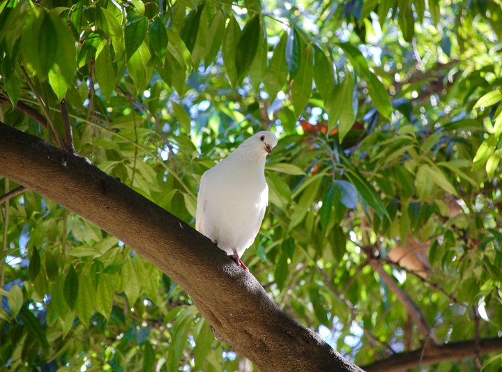 White beauty in the green
