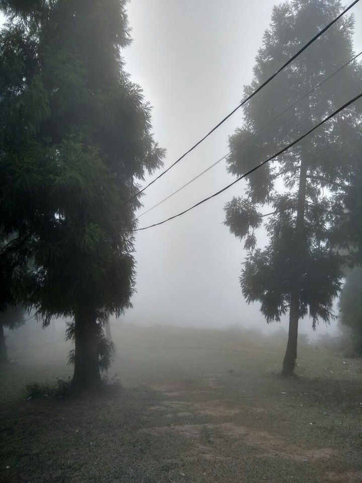 fogg and trees