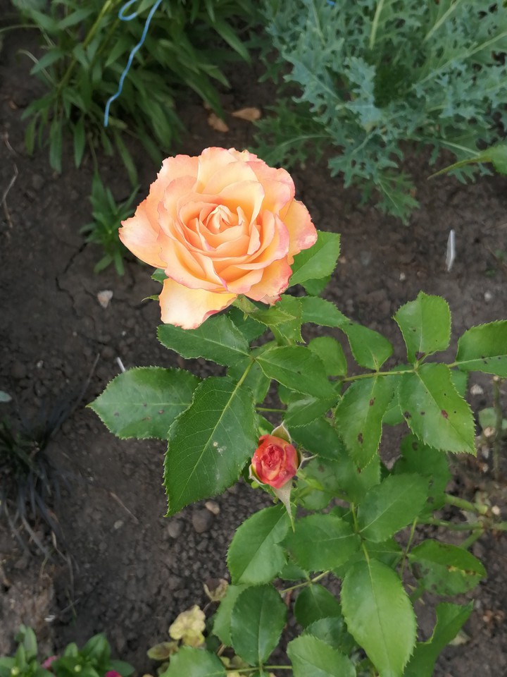 Roses