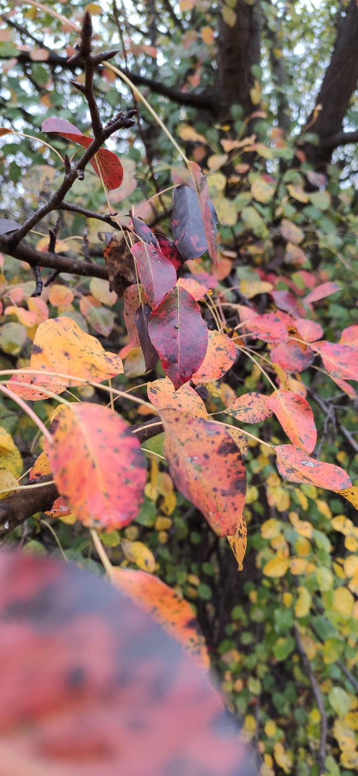 leaf's