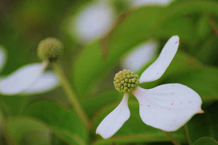 Dogwood