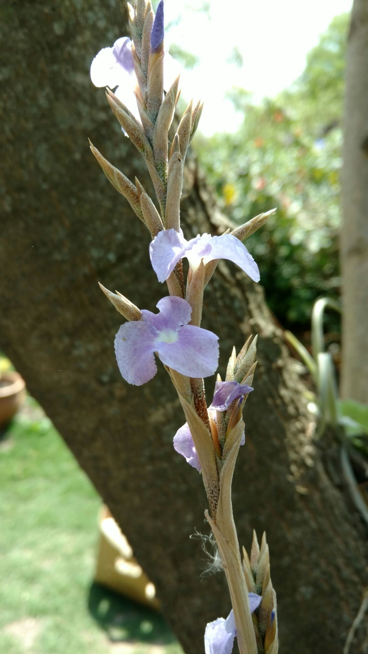 Clavel del aire