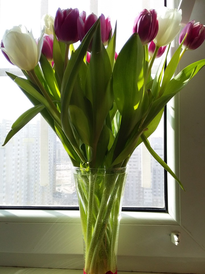 spring flowers
