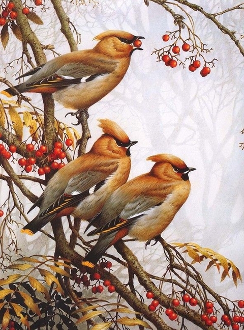 cute birdi