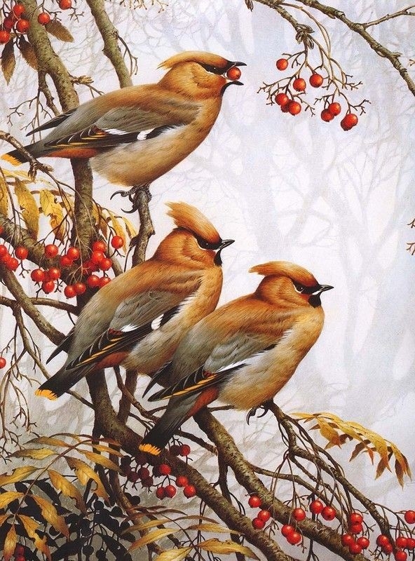 cute birdi