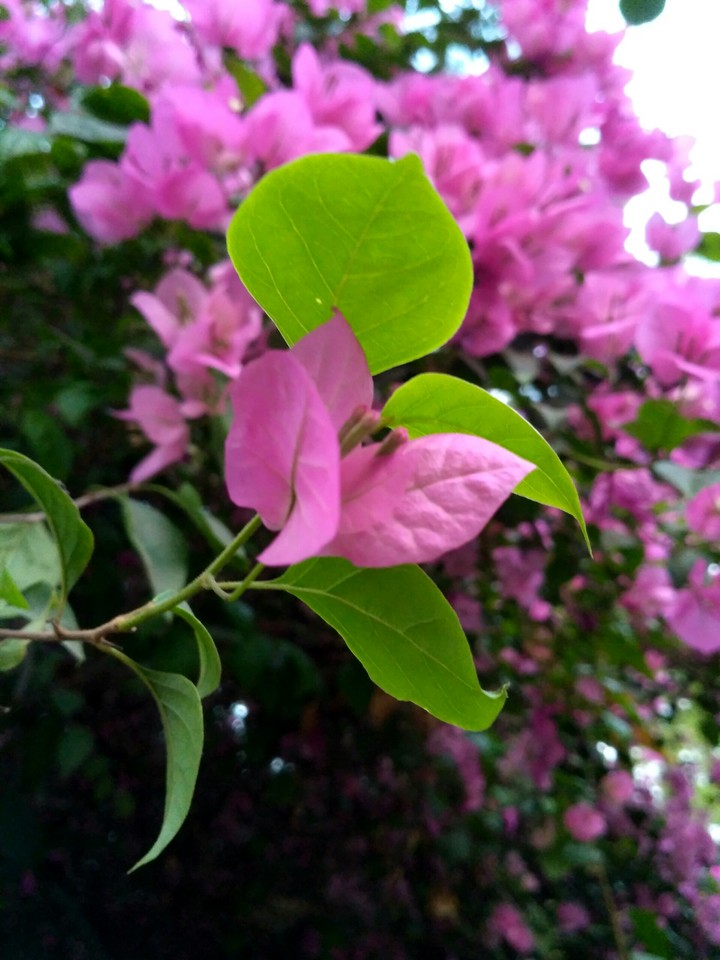 BEAUTY OF NATURE