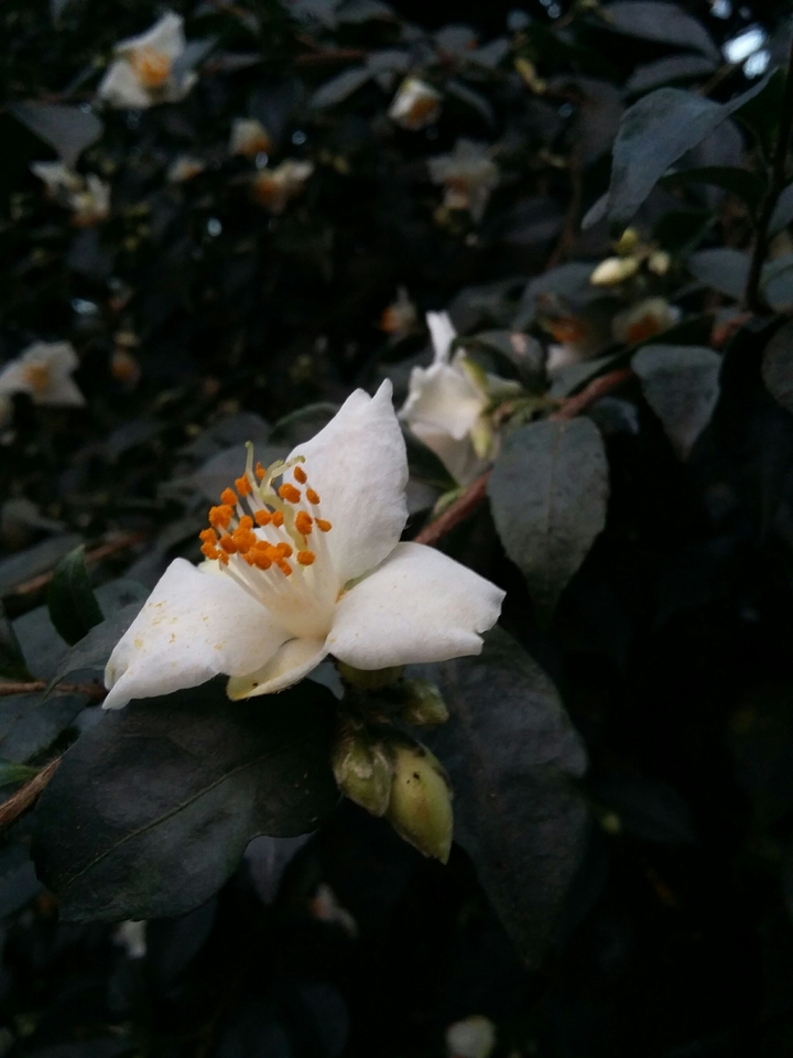 Good white flower