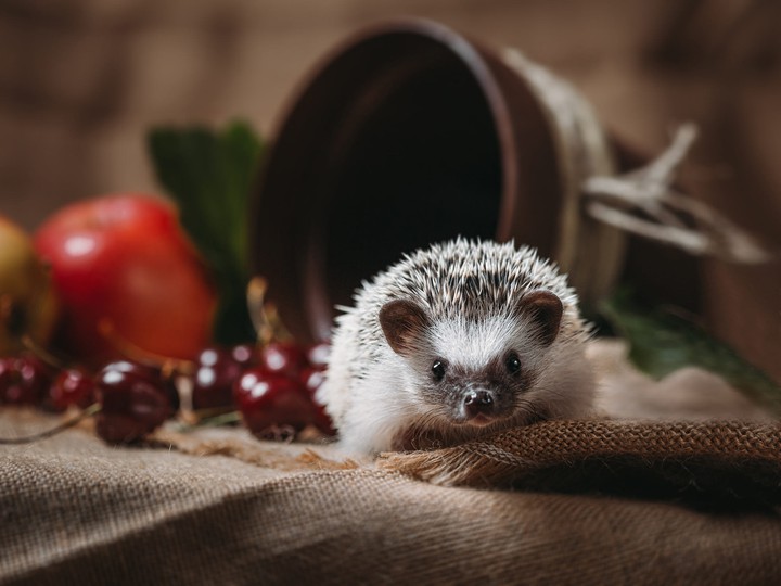 hedgehog