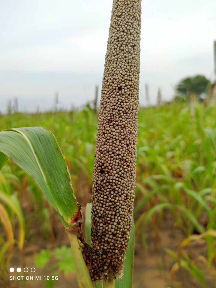 bajara