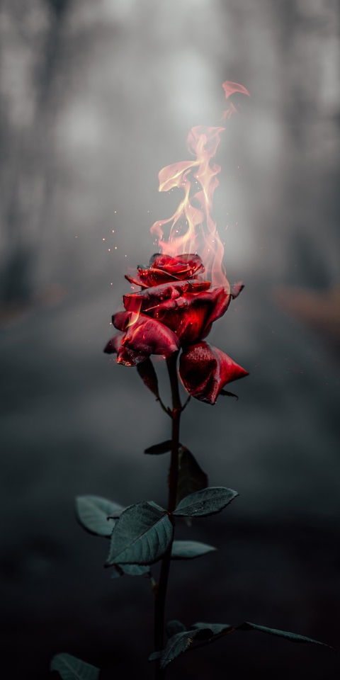 beautiful rose