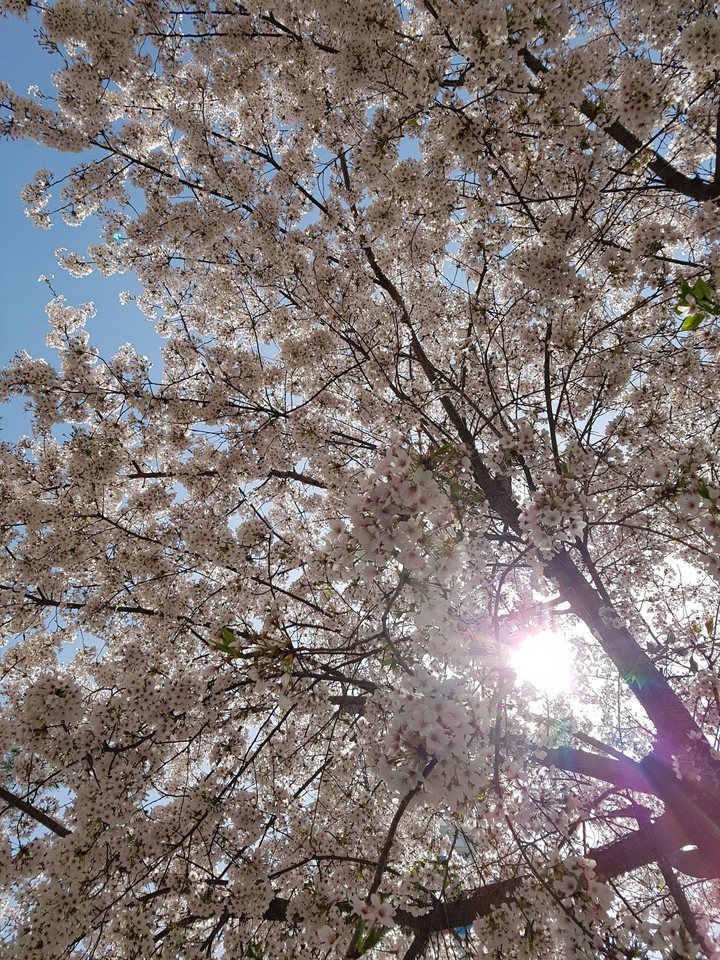 벚꽂2