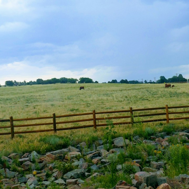 Moo Cows Grazing - Monument, Colorado