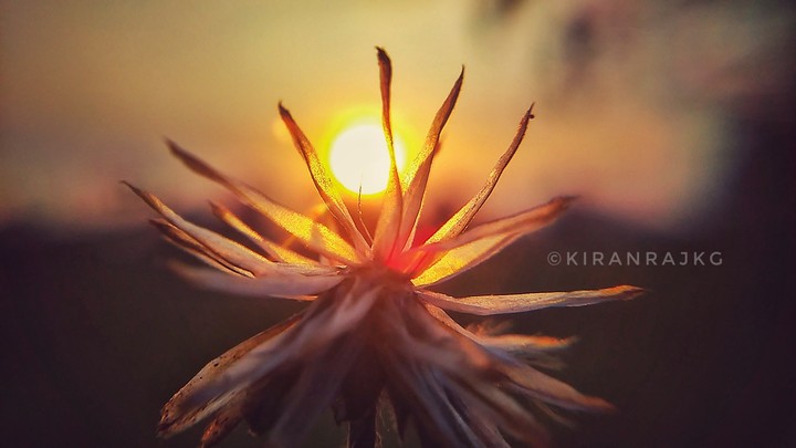 Sunset - Dandelion