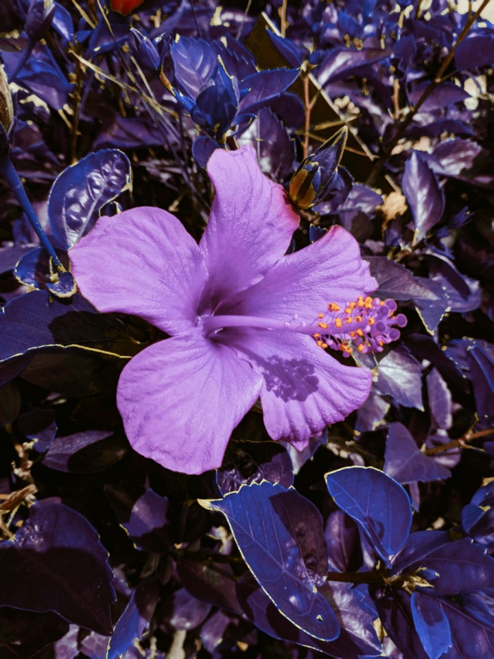 ultraviolet flower